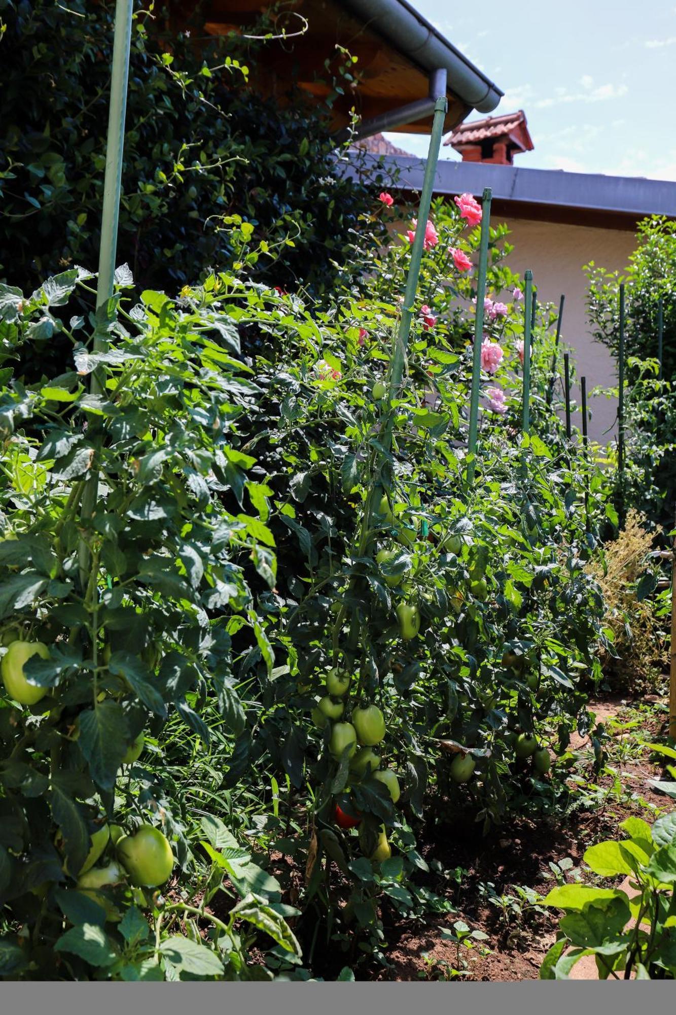 Apartment Garden M&M 杜布罗夫尼克 外观 照片